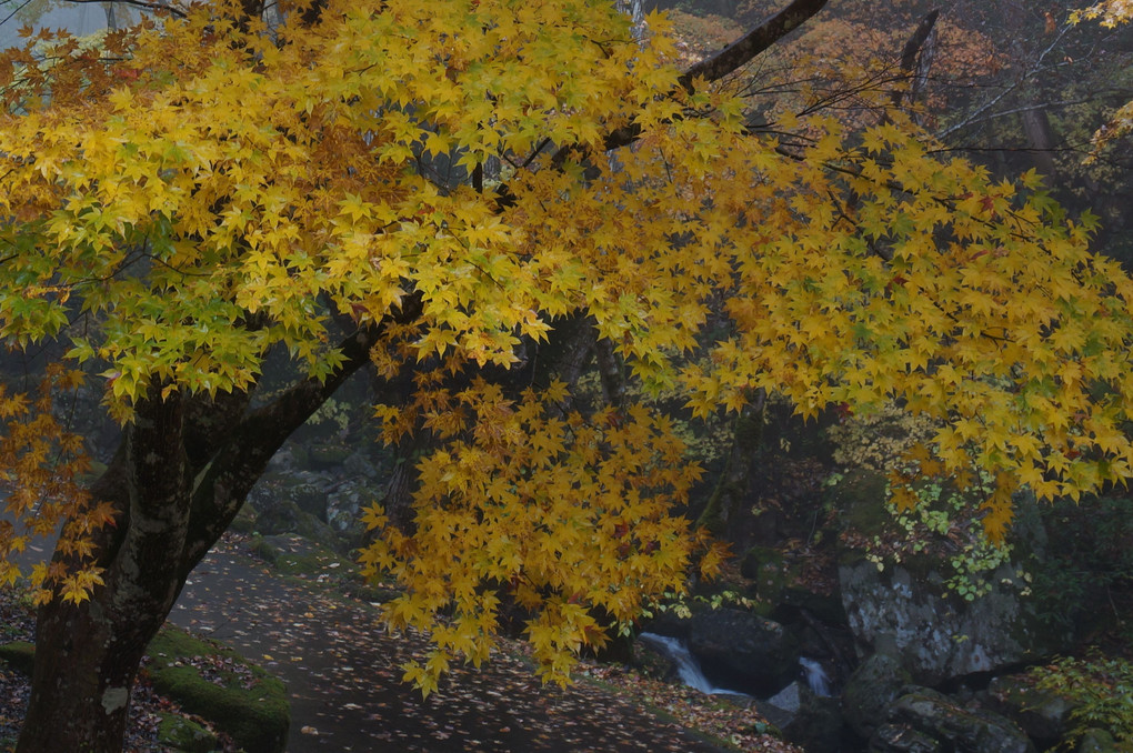 宇津江四十八滝の紅葉