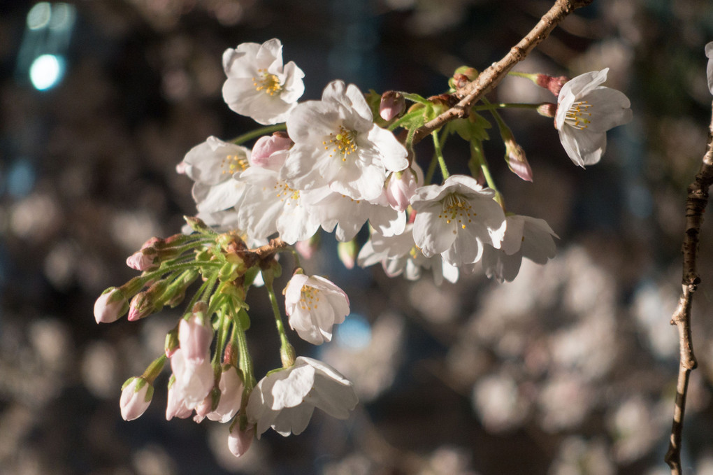 毛利庭園の桜