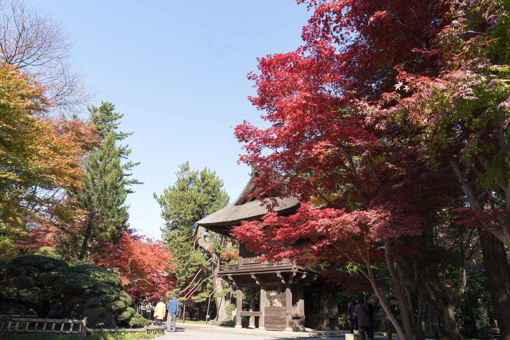 平林寺の紅葉