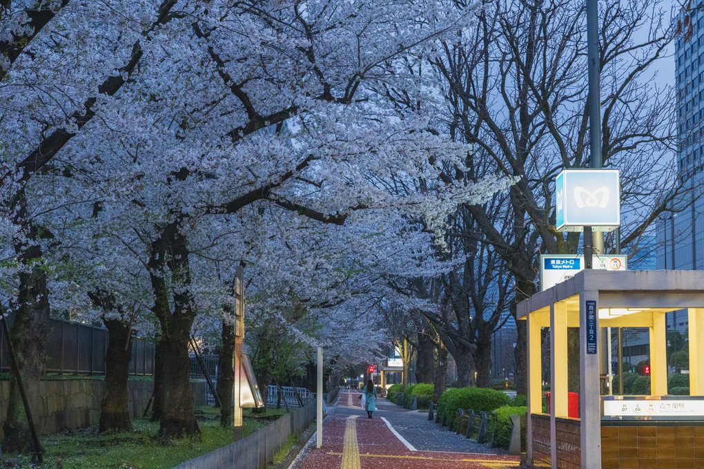 霞ヶ関の桜