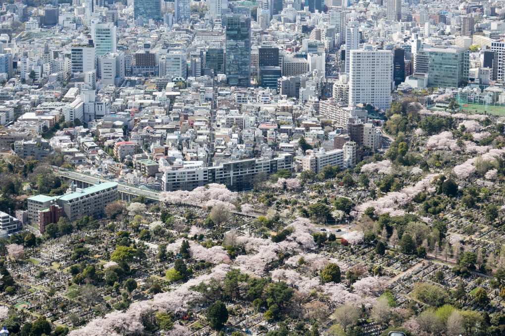 青山霊園　桜の十字