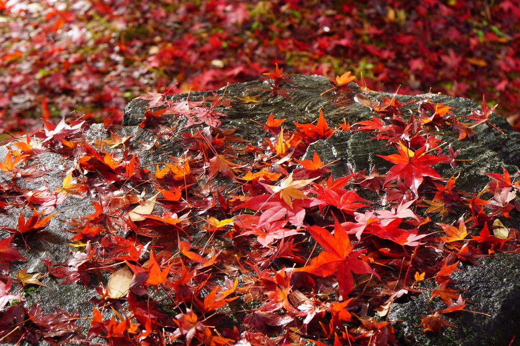 地表の秋~紅絨毯