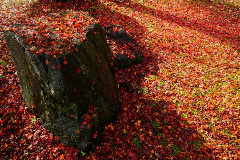 地表の秋~紅絨毯