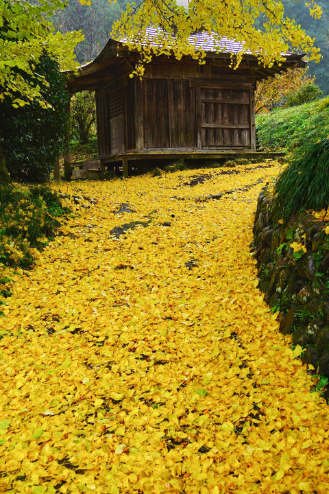 地表の秋~黄金絨毯