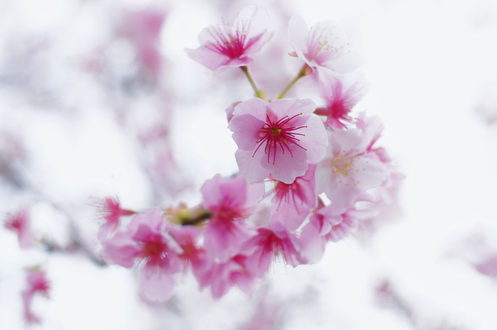 日本一の早咲き桜