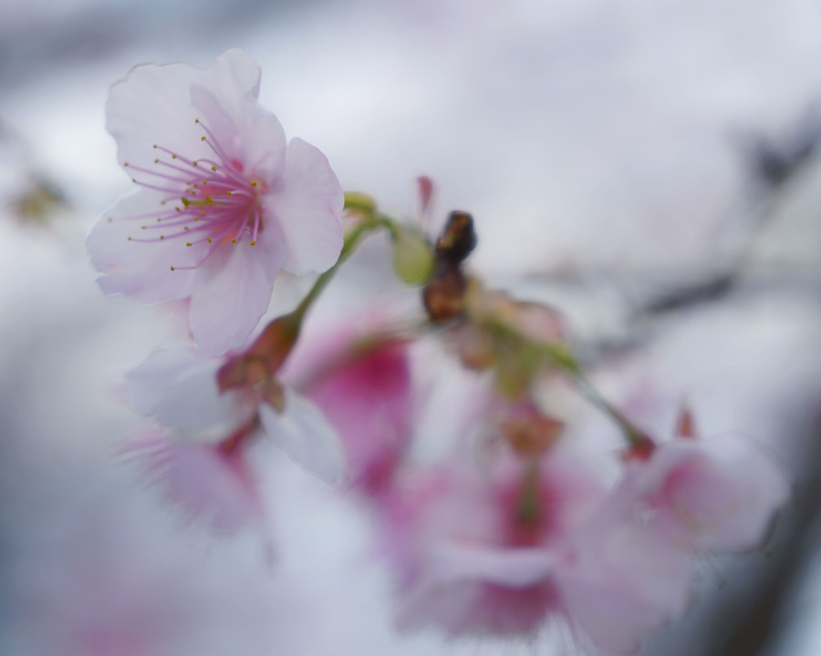 日本一の早咲き桜
