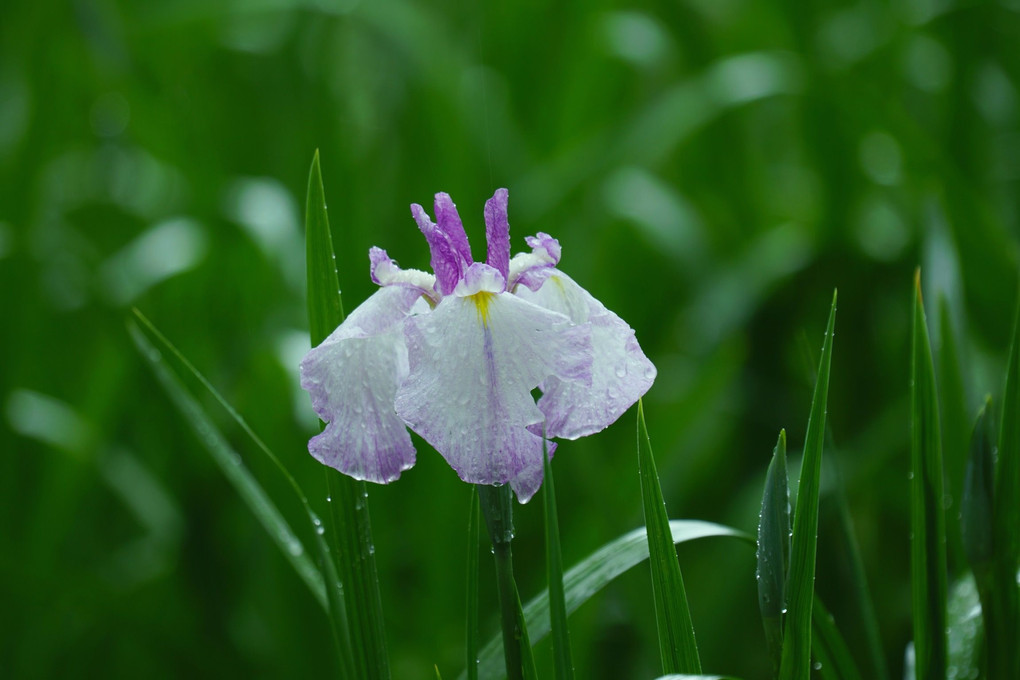 春の長雨にはなしょうぶ