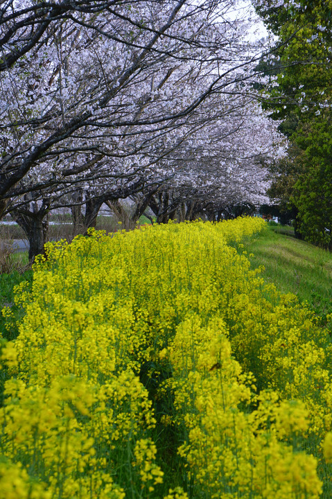 菜の花と桜のトンネル