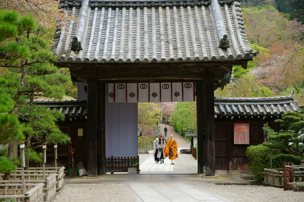 桜散り行く長谷寺にて