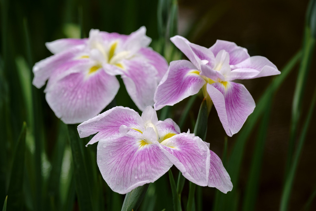 東御苑の花菖蒲