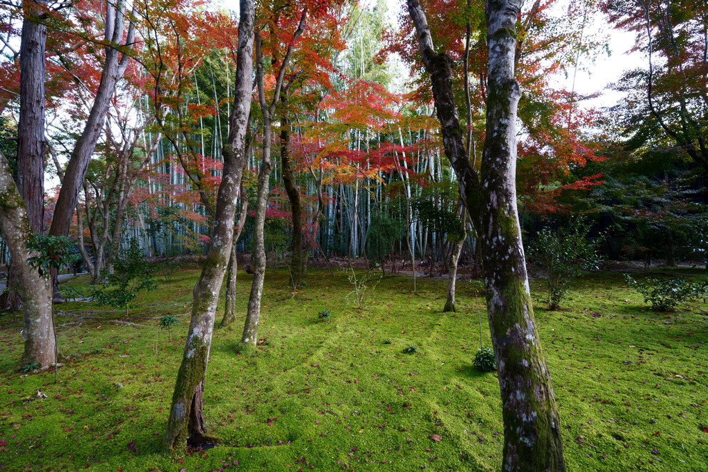 竹の寺　地蔵院