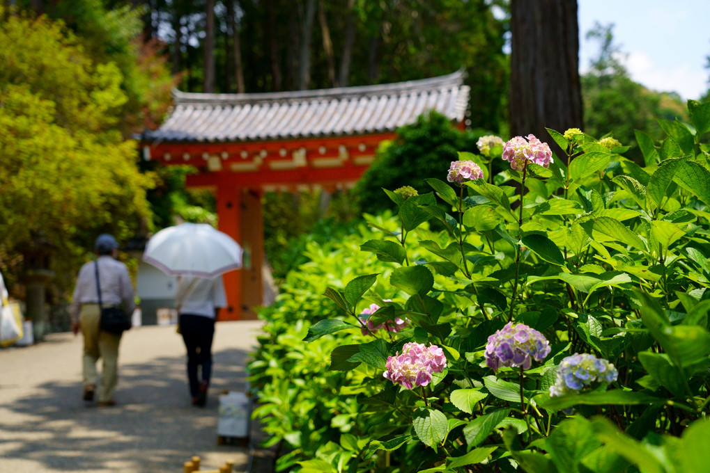 三室戸寺拝観