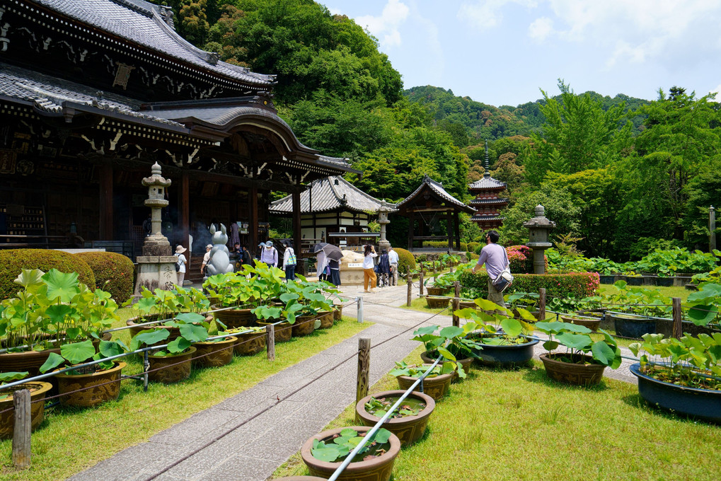 三室戸寺拝観