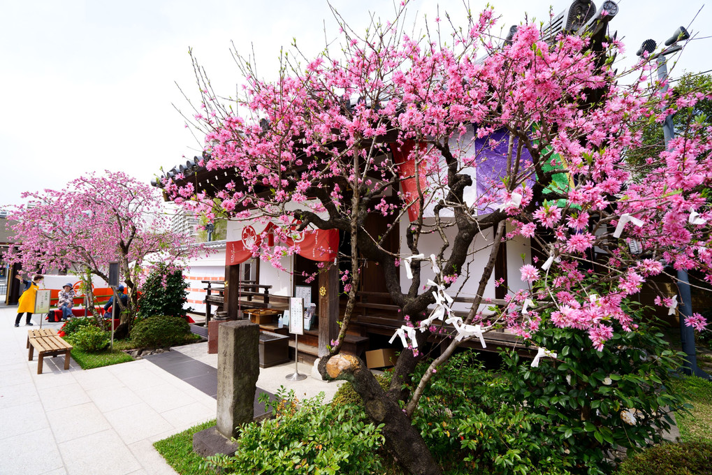 花のお寺