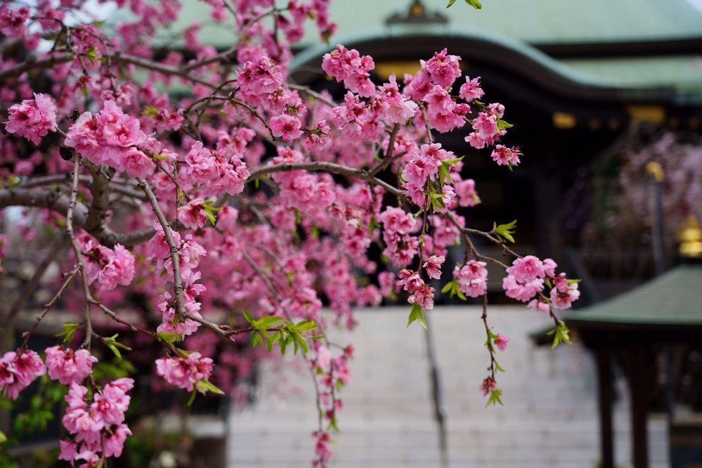 花のお寺