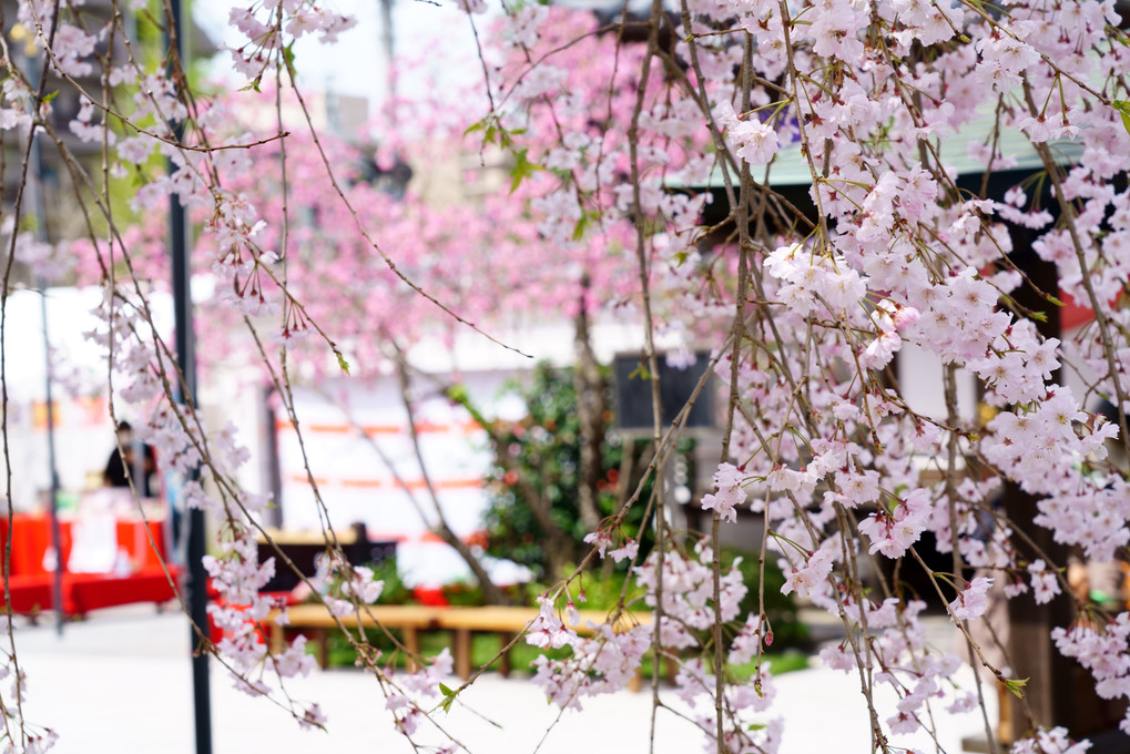 花のお寺