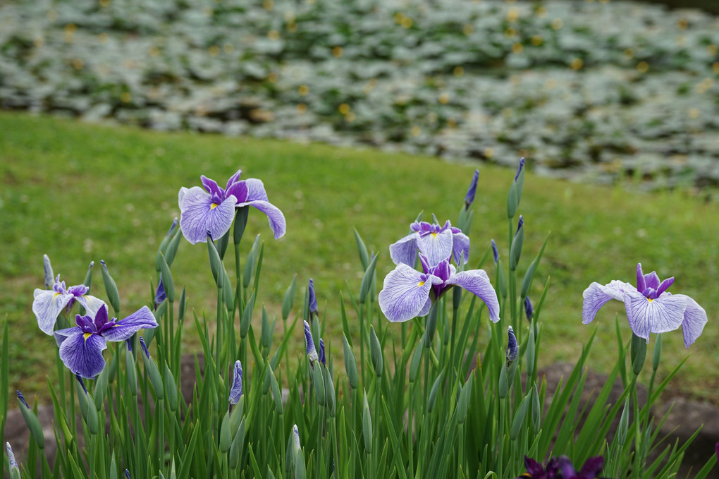 皇居二の丸庭園の花菖蒲