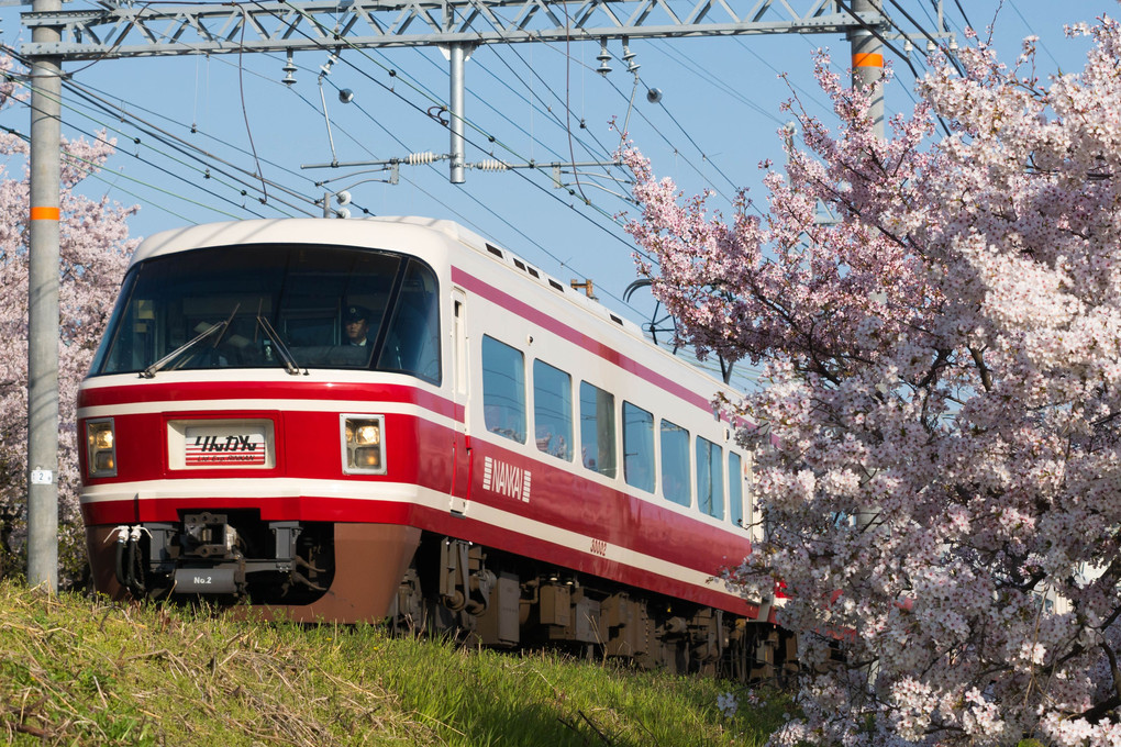 桜と特急りんかん＆赤備え列車　