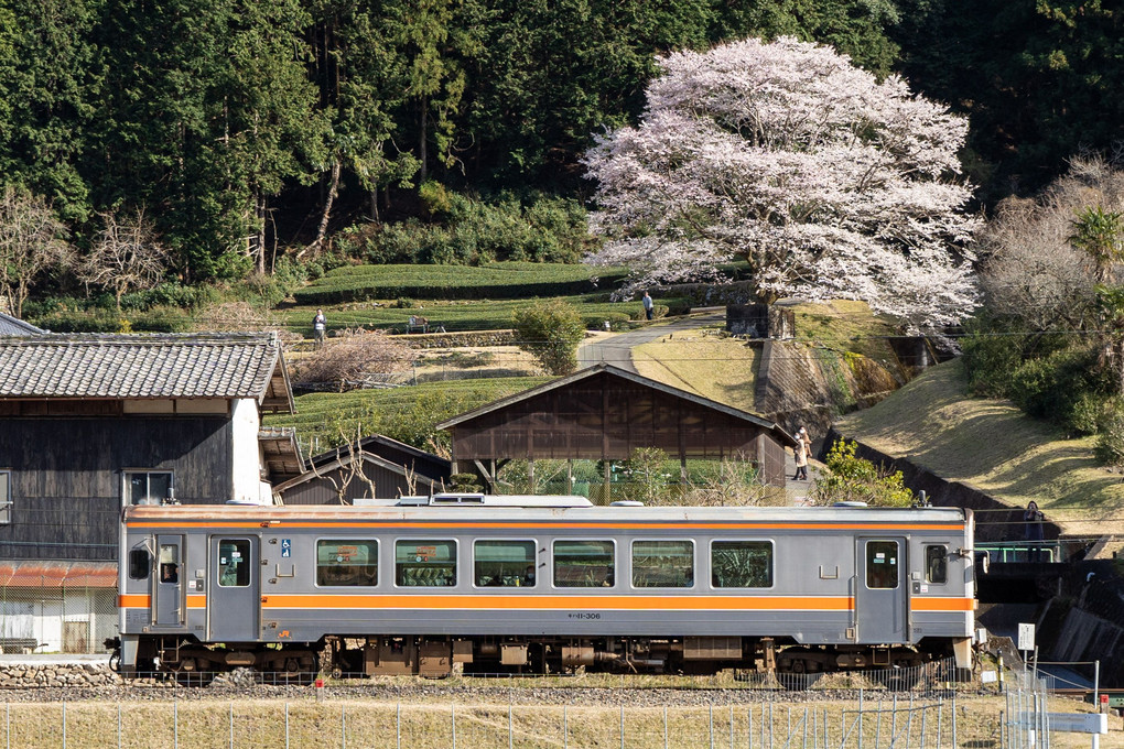 名松線の淡墨桜