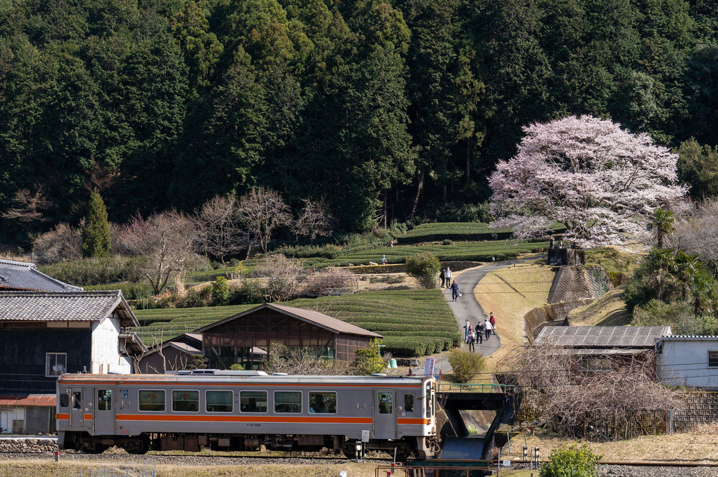 名松線の淡墨桜