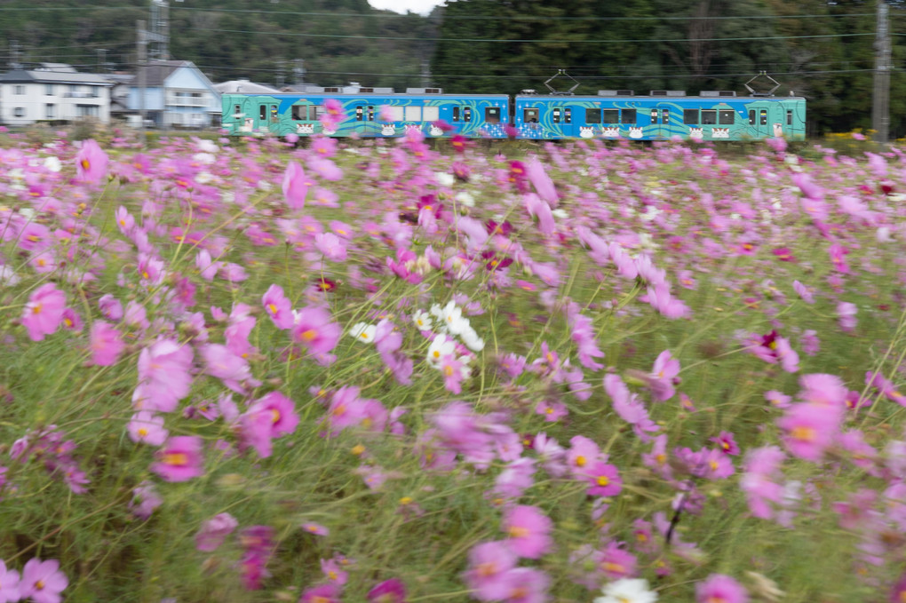 伊賀鉄道　コスモス畑と