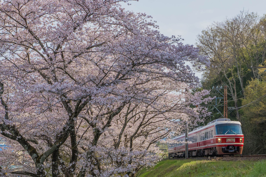 南海高野線　桜の季節に、極楽橋まで開通
