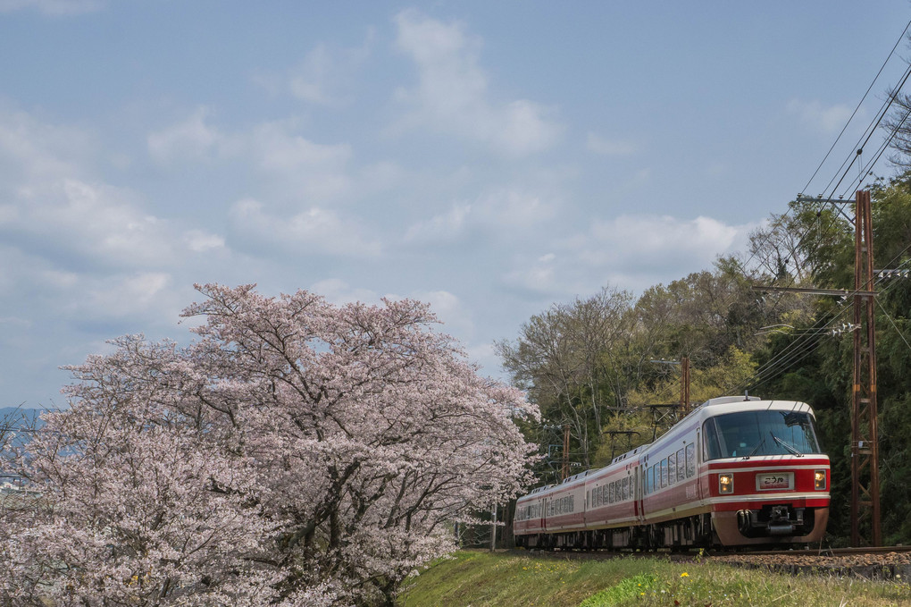 南海高野線　桜の季節に、極楽橋まで開通