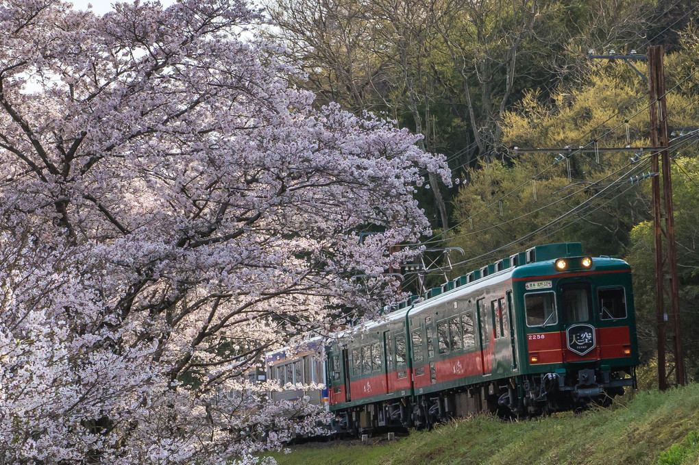 桜と天空　　南海カレンダー4月に選ばれました。