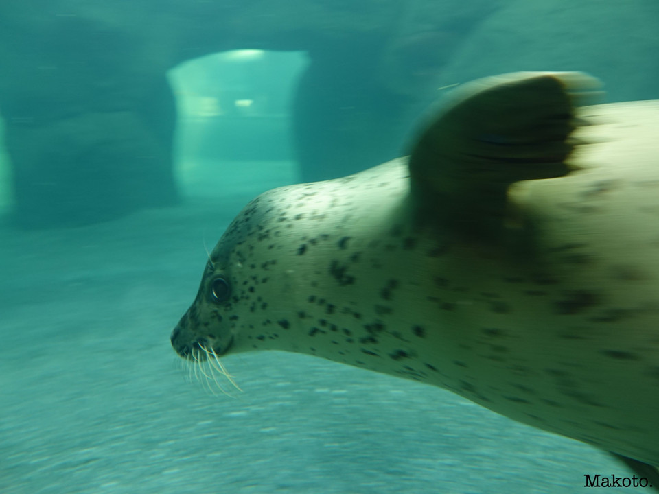 円山動物園☆アザラシ。