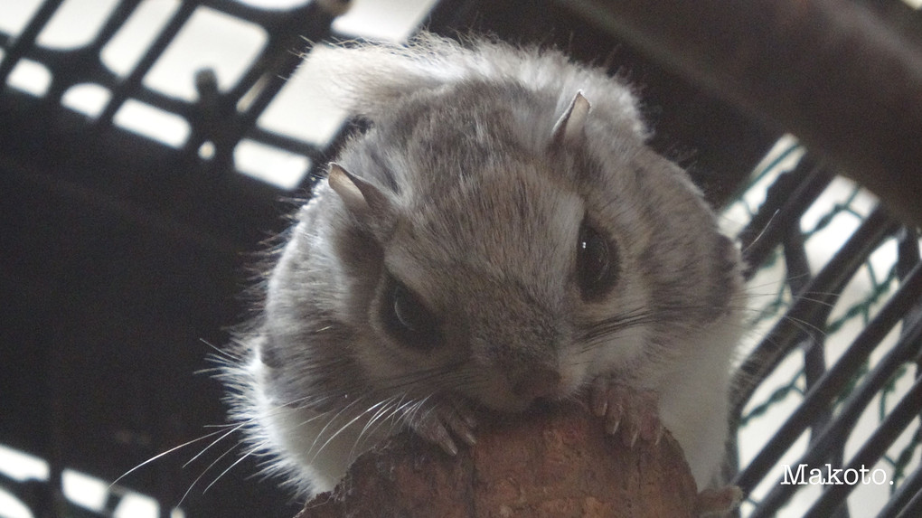 円山動物園☆エゾモモンガ♪