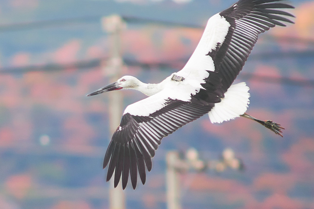 酉年最後の幸せの鳥