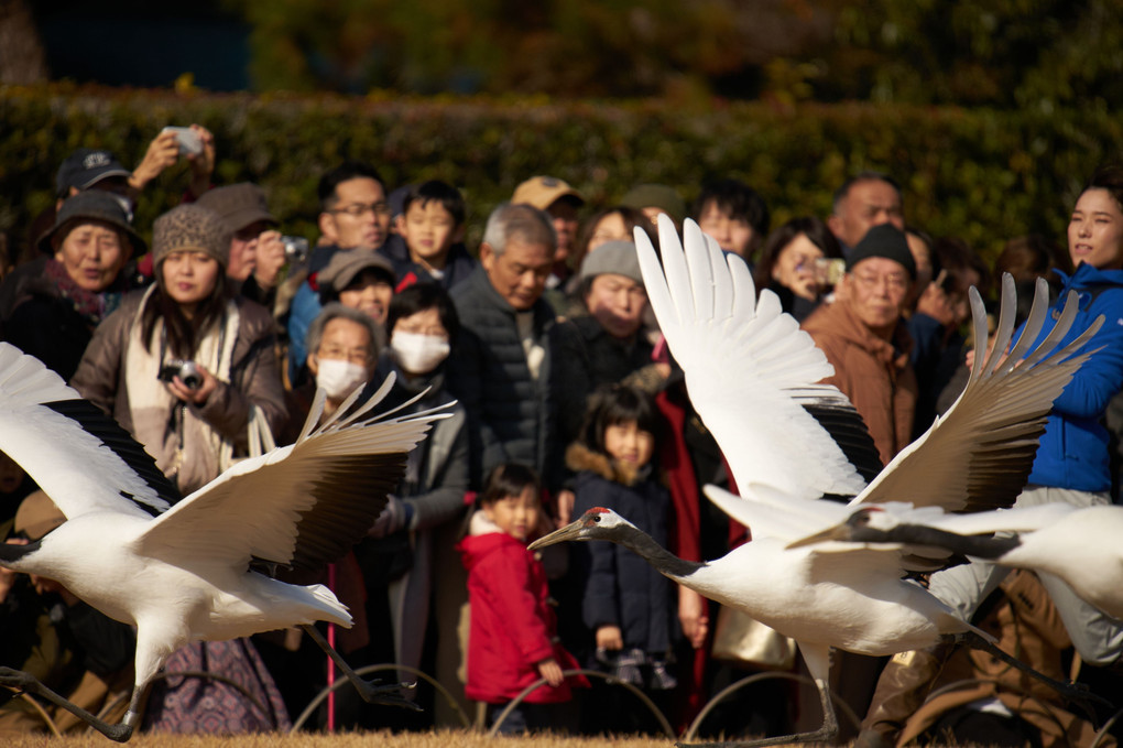 後楽園の丹頂放鳥