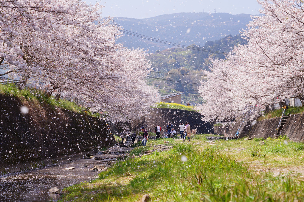 桜吹雪