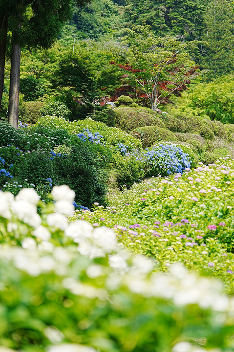 三室戸寺の紫陽花