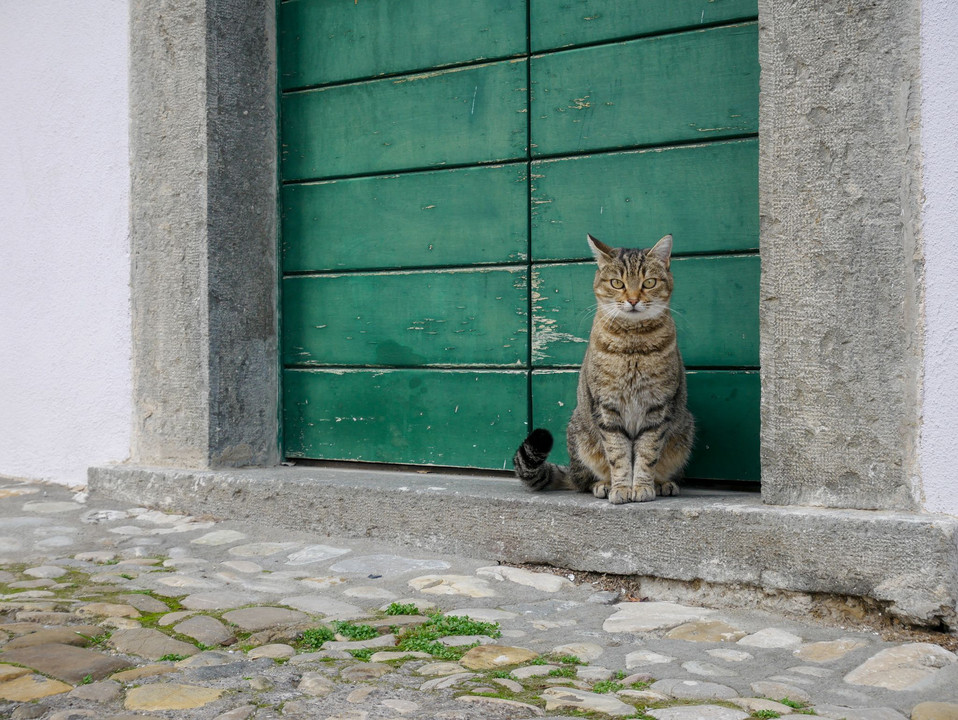 ぶらり猫散歩～イタリアの猫～