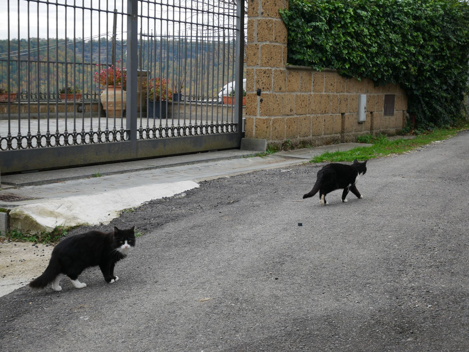 ぶらり猫散歩～イタリアの猫～