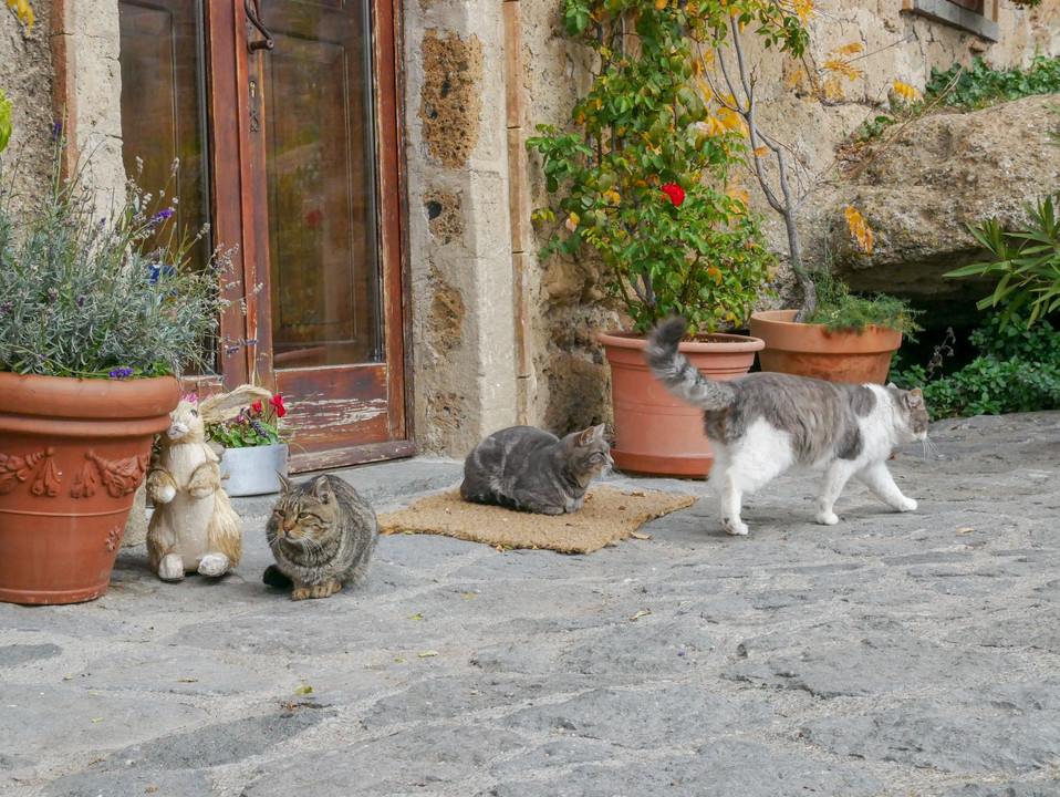 続・イタリアの猫
