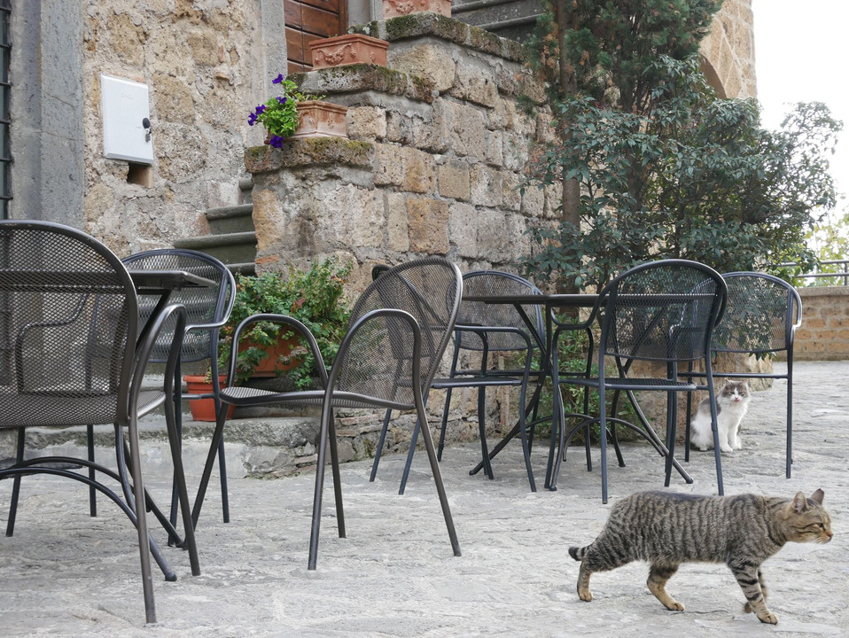 イタリアの猫～カフェと猫～