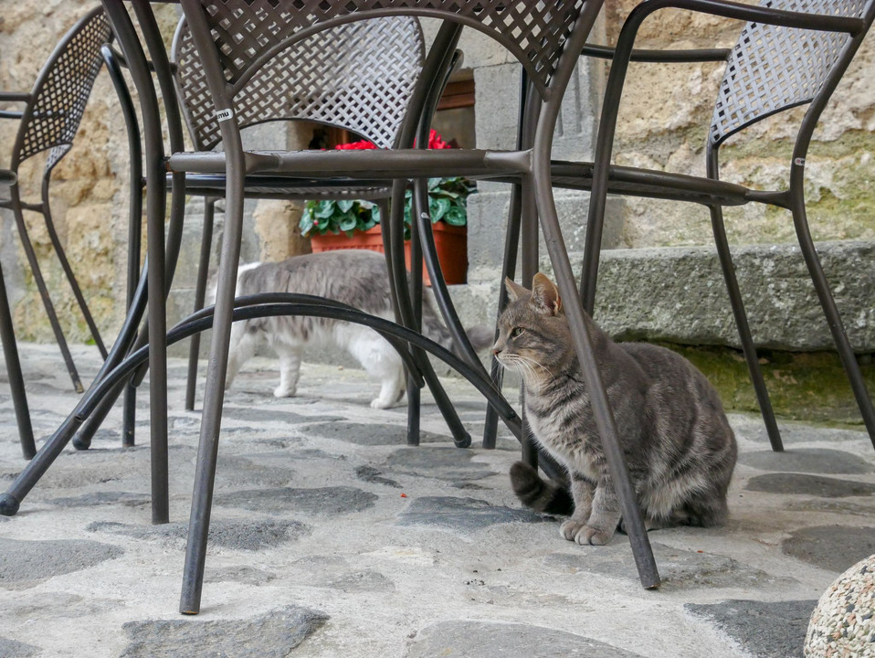 イタリアの猫～カフェと猫～