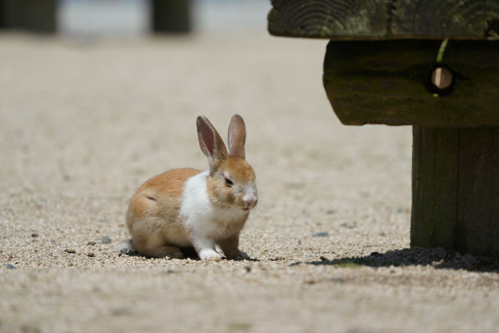 うさぎ島(広島県大久野島)のウサギ達