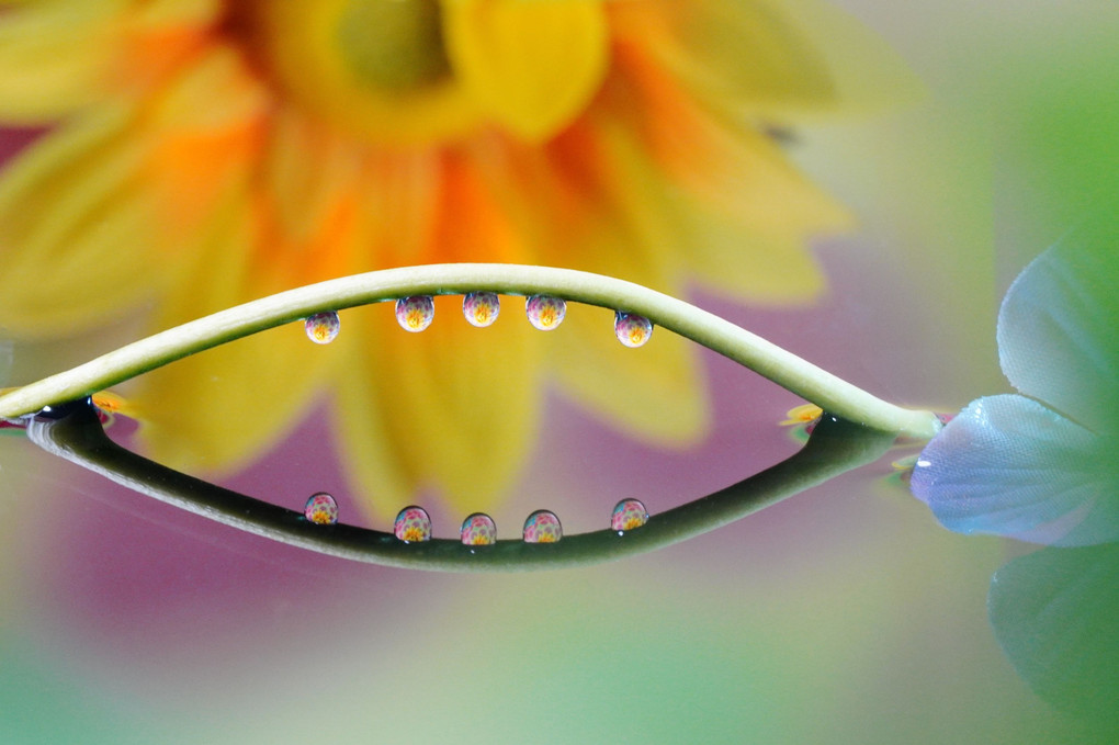 ARTIFICIAL FLOWER（水滴写真初挑戦）