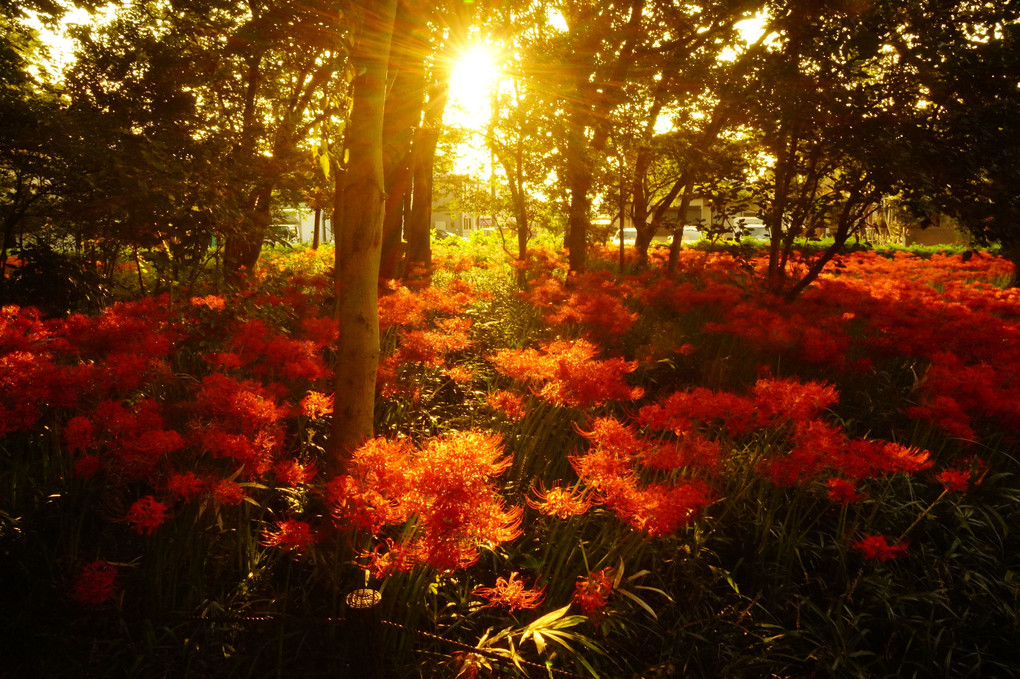 夕陽さす