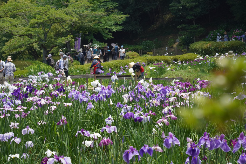 早乙女姿の花摘みさん