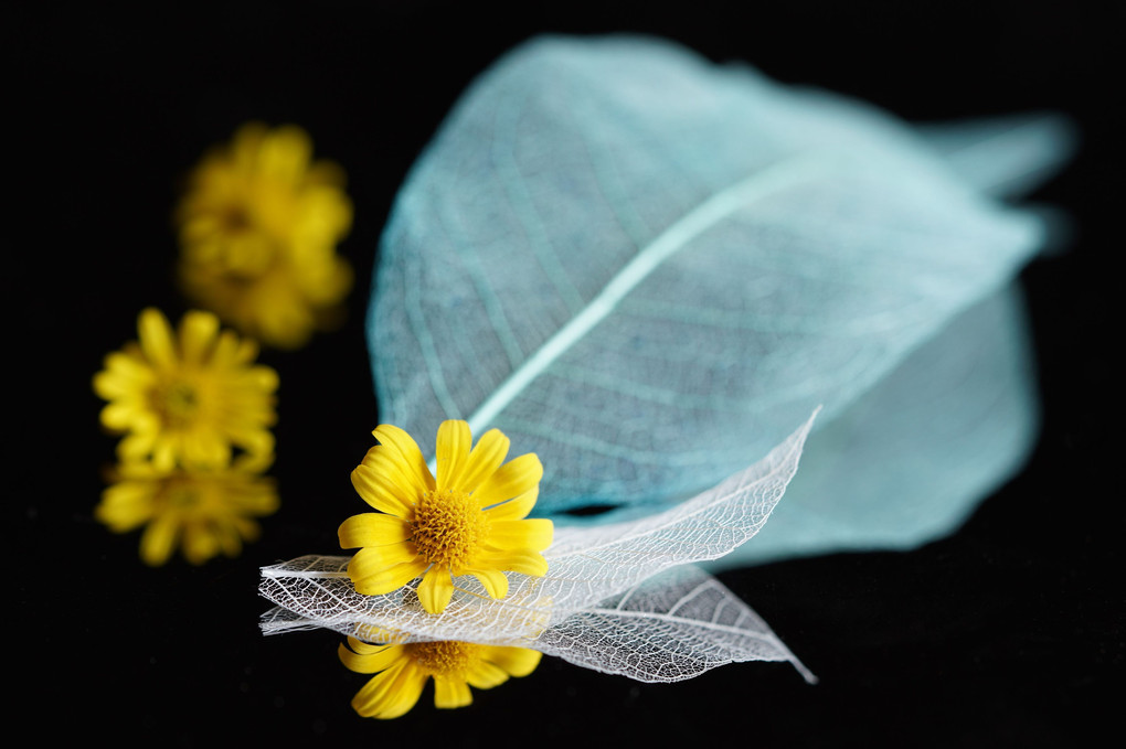 黄色い小さなお花「ダールベルグデージ―」 