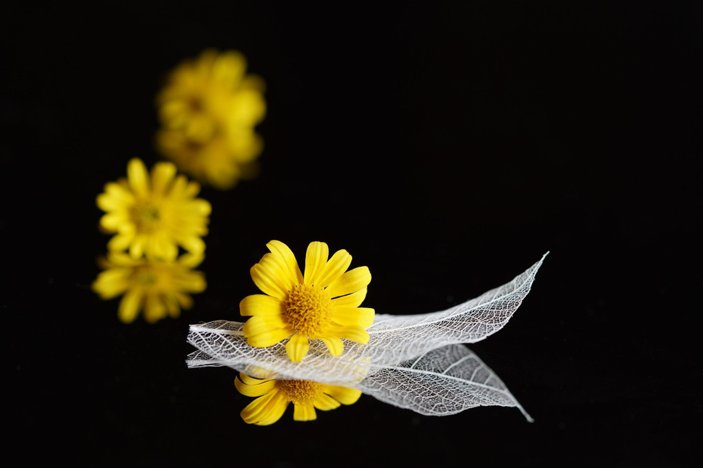 黄色い小さなお花「ダールベルグデージ―」 