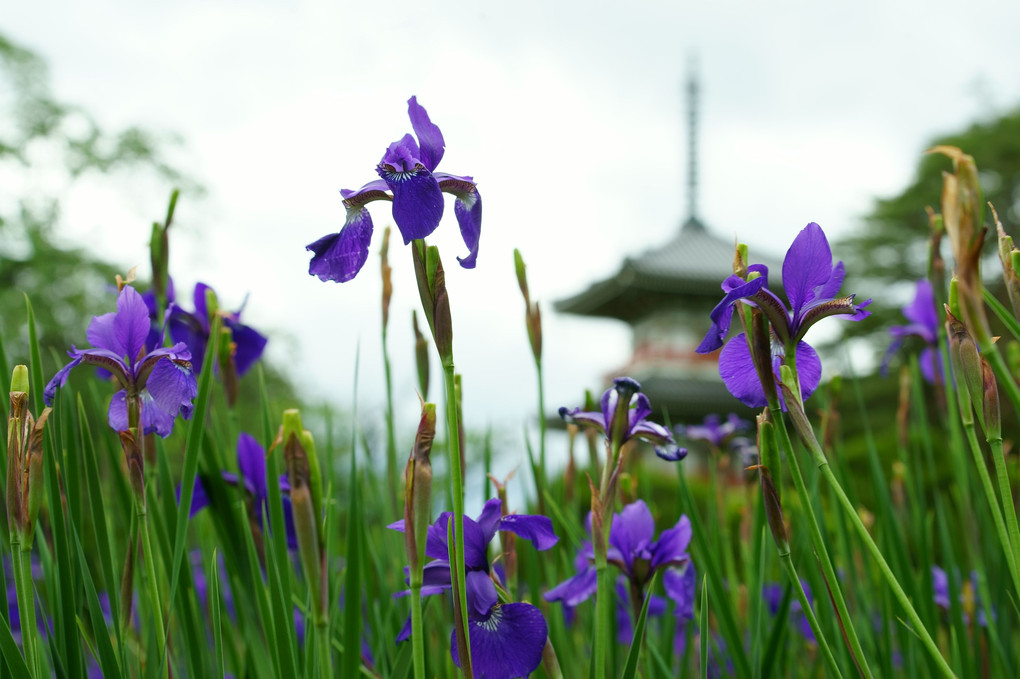 初夏の寺