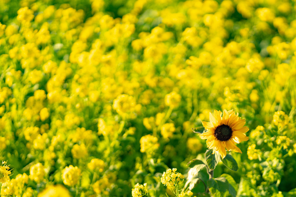 菜の花畑