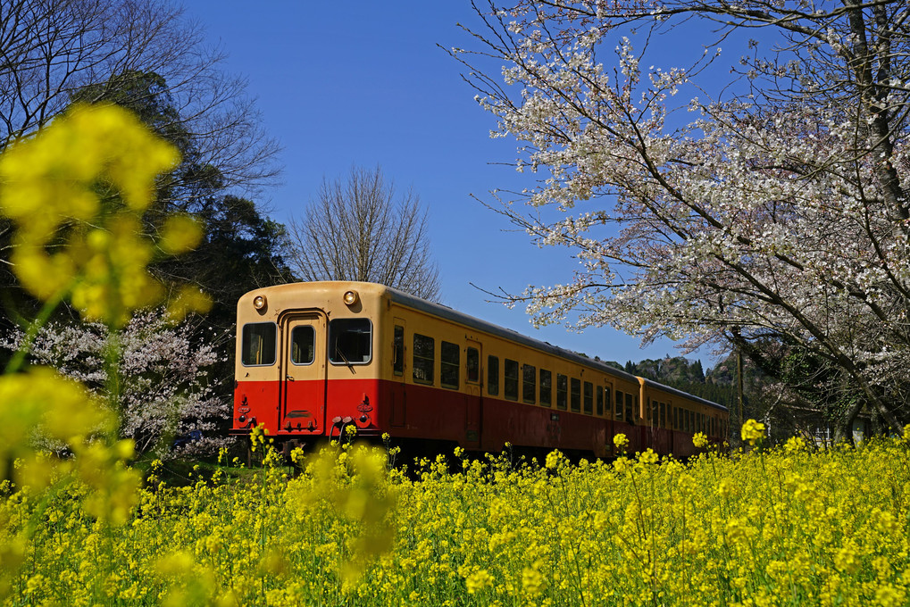 花に囲まれた小湊鉄道