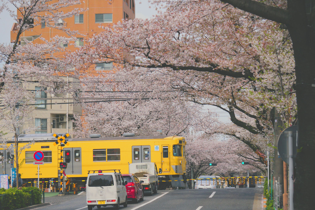 桜のトンネルと黄色い電車