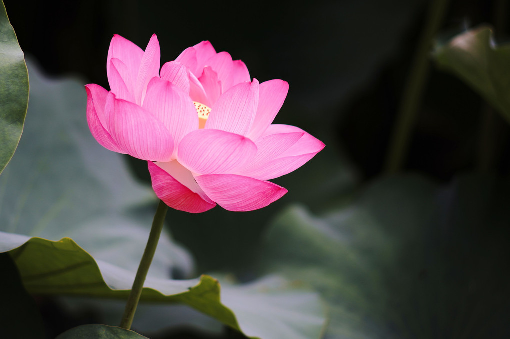 Lotus flower 2022